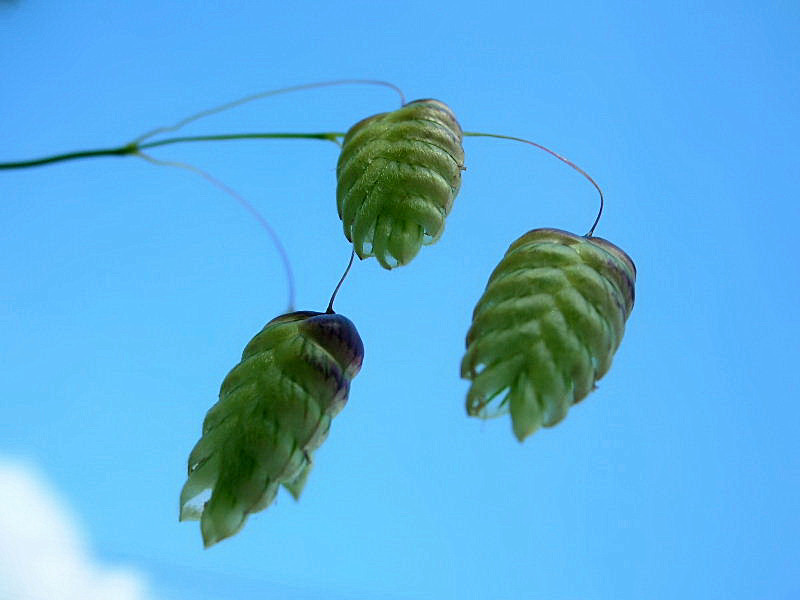 Briza maxima / Sonaglini maggiori